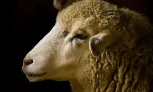 Primo piano di una pecora. La sua lana è folta e il suo sguardo è pensieroso, quasi a voler capire la traduzione di mulesing.