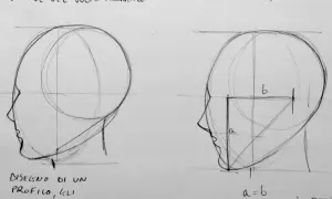 Disegno dal vero di profili di testa, con linee guida e proporzioni indicate.