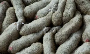 Un gregge di pecore con folta lana d'agnello, alcune con segni rossi sul vello, si stringono vicine.