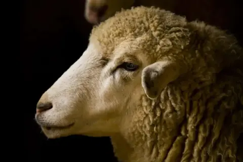 Primo piano di una pecora. La sua lana è folta e il suo sguardo è pensieroso, quasi a voler capire la traduzione di mulesing.