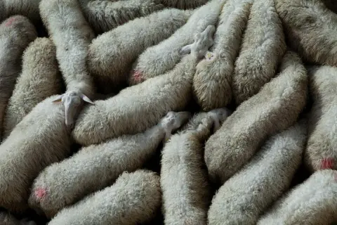 Un gregge di pecore con folta lana d'agnello, alcune con segni rossi sul vello, si stringono vicine.