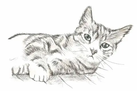 Un gatto disegno realistico facile, con striature grigie e occhi verdi penetranti, sdraiato con le zampe anteriori incrociate.