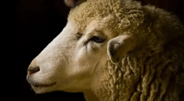 Primo piano di una pecora. La sua lana è folta e il suo sguardo è pensieroso, quasi a voler capire la traduzione di mulesing.