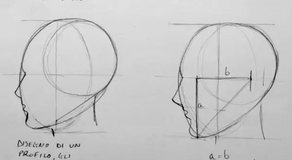 Disegno dal vero di profili di testa, con linee guida e proporzioni indicate.