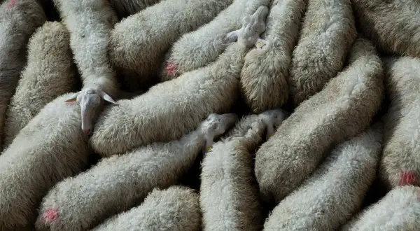 Un gregge di pecore con folta lana d'agnello, alcune con segni rossi sul vello, si stringono vicine.