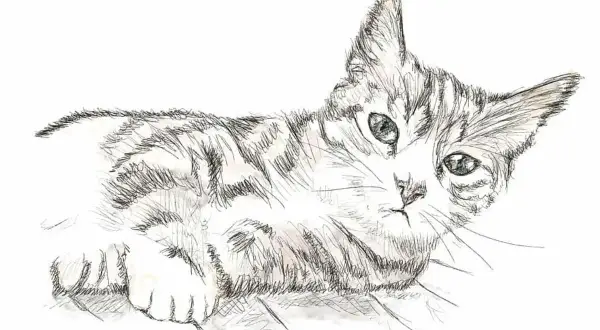 Un gatto disegno realistico facile, con striature grigie e occhi verdi penetranti, sdraiato con le zampe anteriori incrociate.