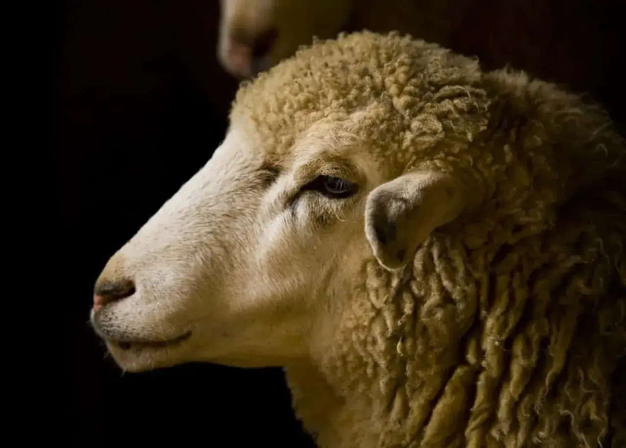 Primo piano di una pecora. La sua lana è folta e il suo sguardo è pensieroso, quasi a voler capire la traduzione di mulesing.