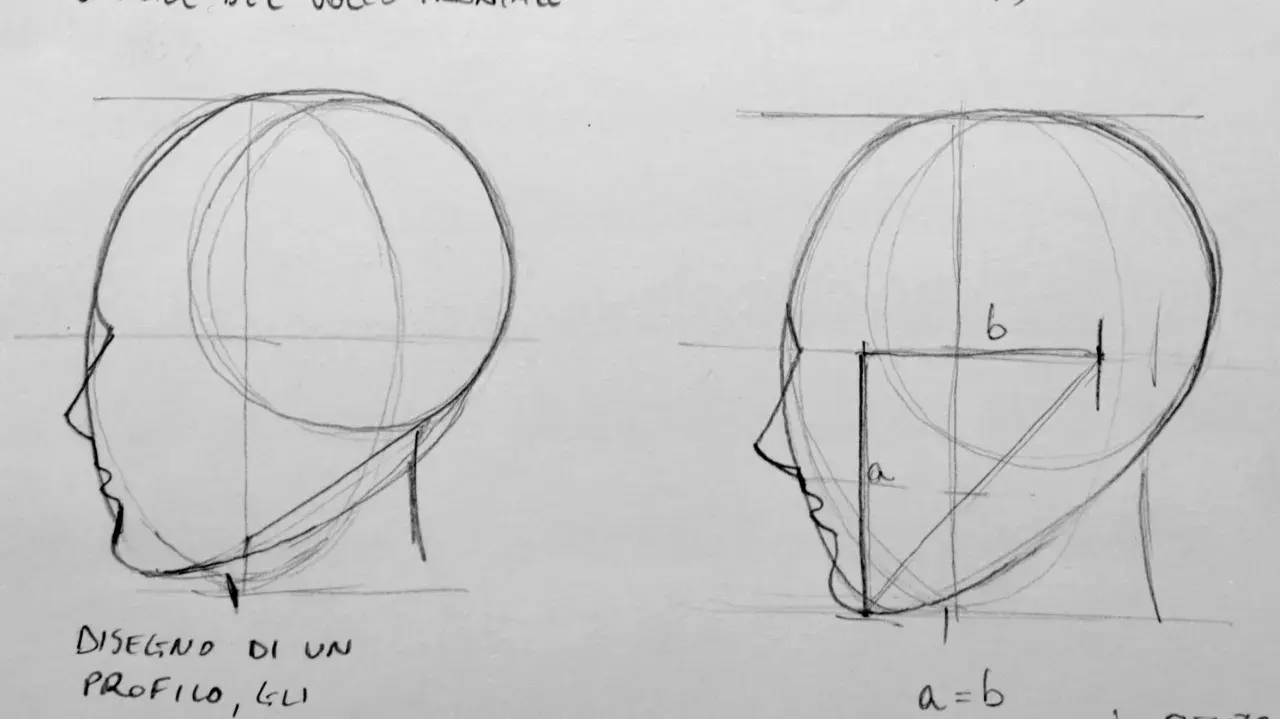Disegno dal vero di profili di testa, con linee guida e proporzioni indicate.