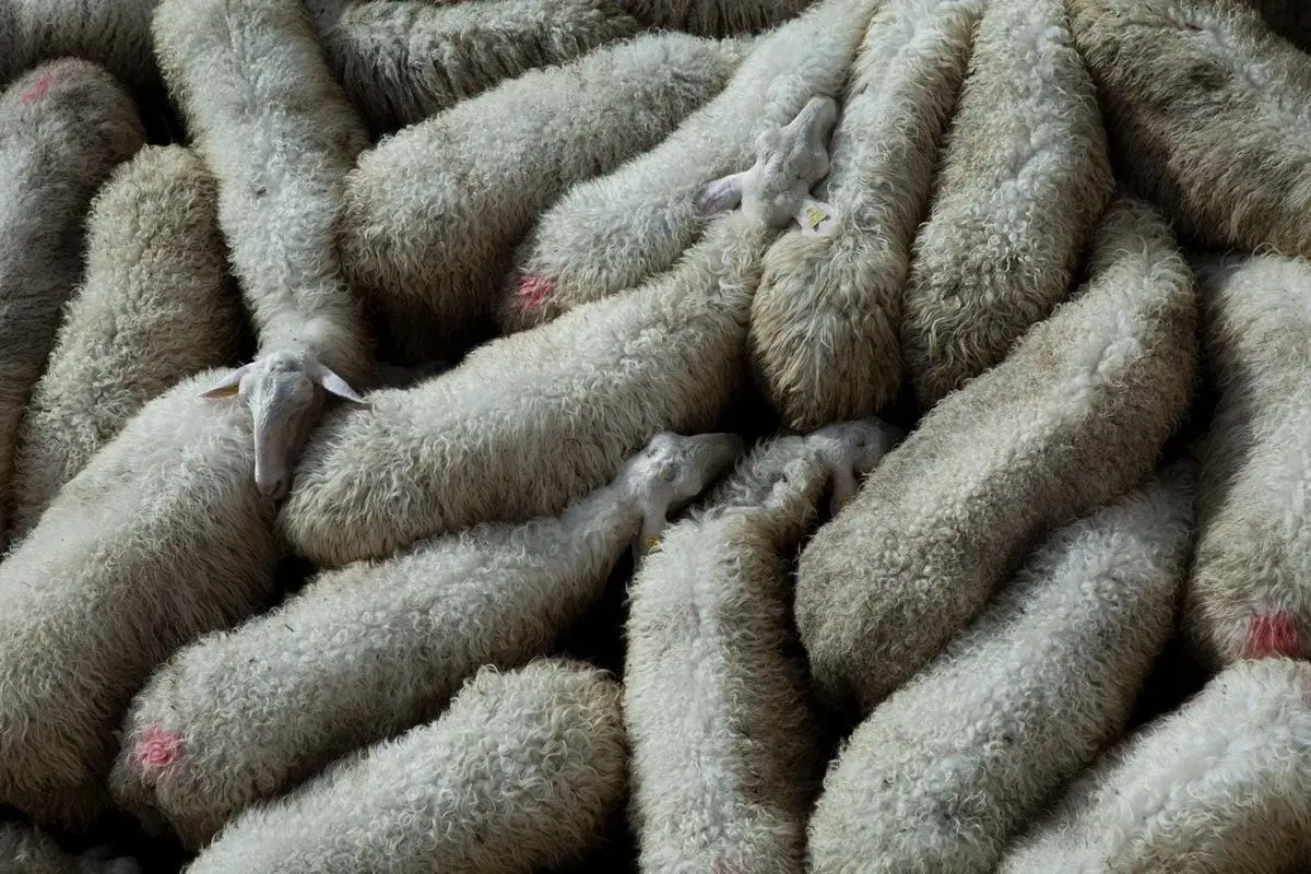 Un gregge di pecore con folta lana d'agnello, alcune con segni rossi sul vello, si stringono vicine.