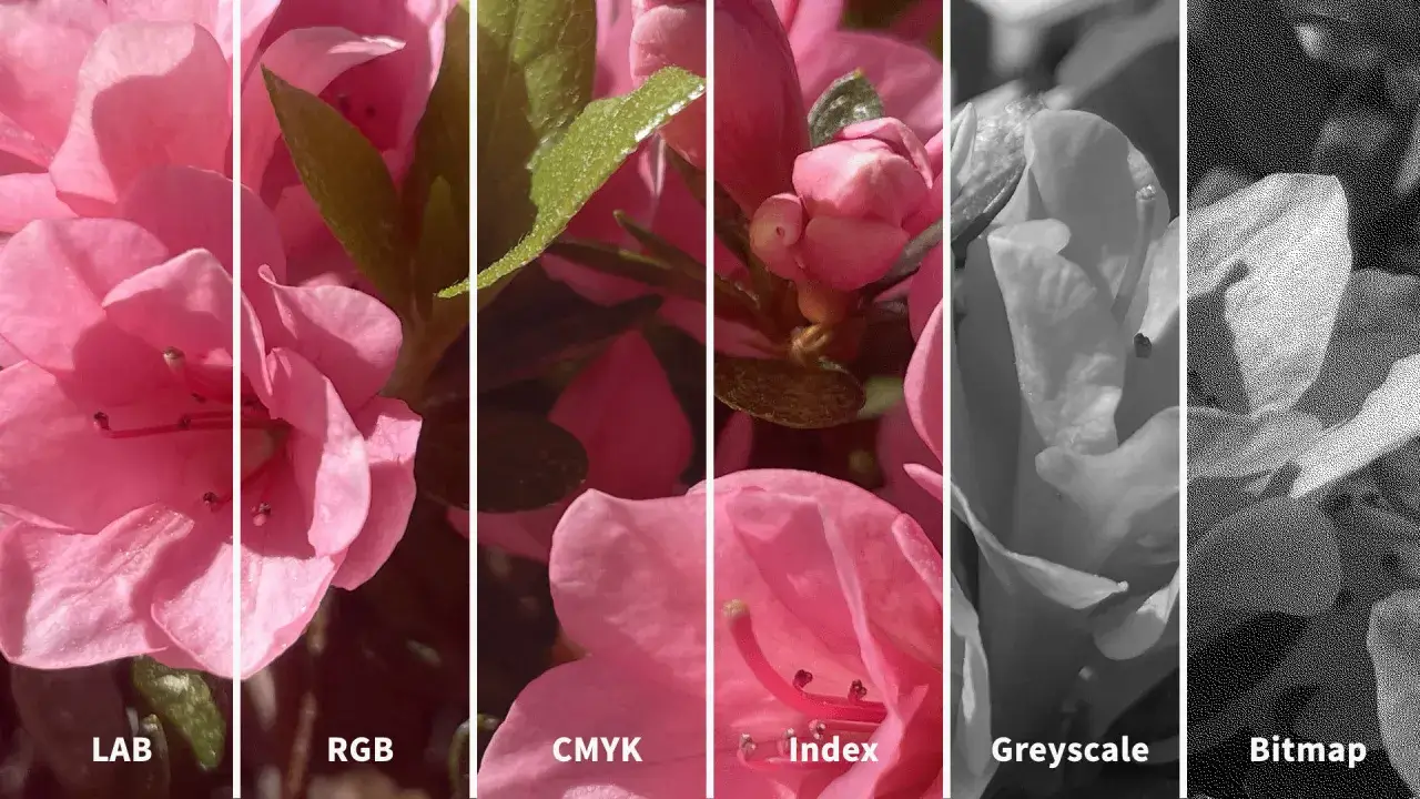 Sei pannelli mostrano fiori rosa in diverse modalità colore. Il blu colore primario è assente, ma il rosa domina.